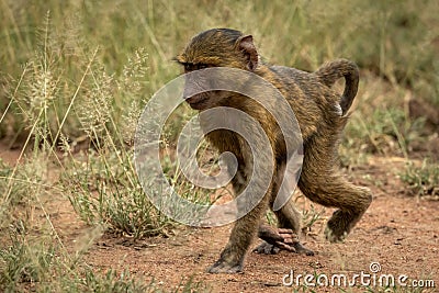 Baby olive baboon walks through long grass Stock Photo