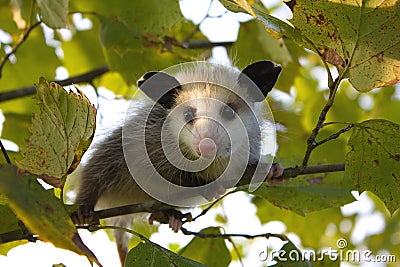 Baby Opossum Stock Photo