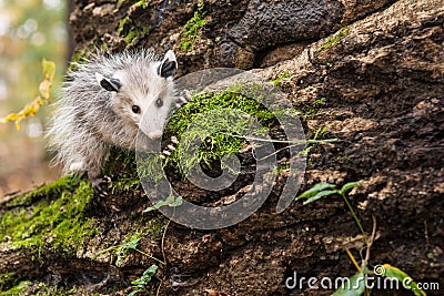 Baby Opossum Stock Photo