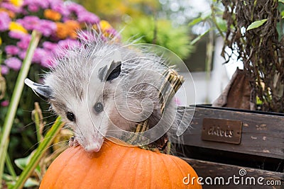 Baby Opossum Stock Photo