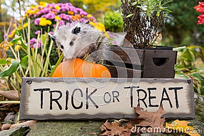 Baby Opossum Stock Photo