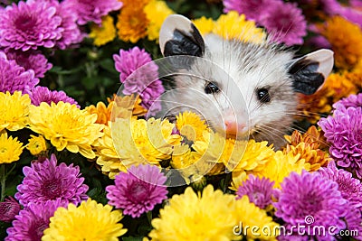 Baby Opossum Stock Photo