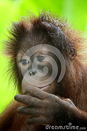 Baby orang utan Stock Photo