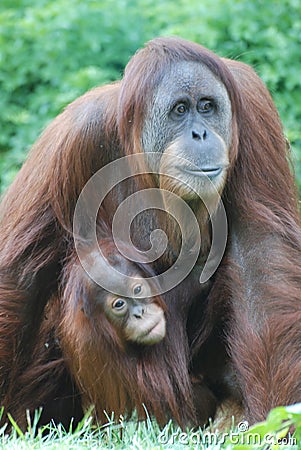 Baby Orangutan Clinging to His Mother Stock Photo