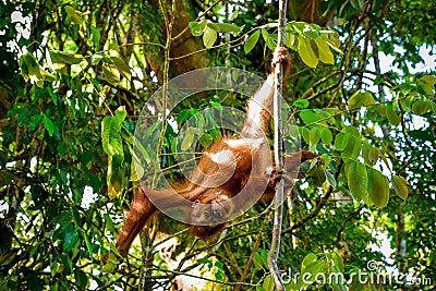 Baby orangutan hangs upsidedown Sumatra, Indonesia Stock Photo