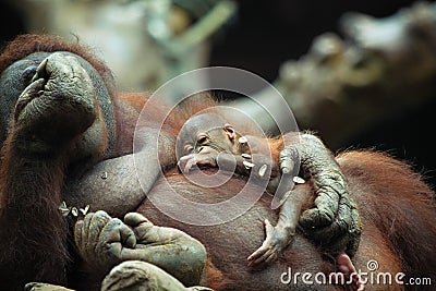 Baby Orangutan Stock Photo