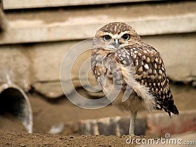 Baby owl Stock Photo