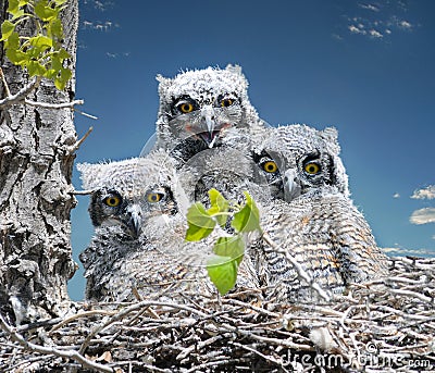 Baby owls Stock Photo