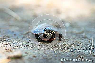 Baby painted turtle Stock Photo