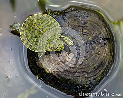 Baby painted turtle Stock Photo