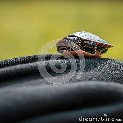 Baby Painted Turtle Sitting on Black Fabric in Summer Stock Photo