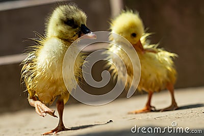 The baby of a pair of swans. The meat of Raj Hans is very healthy and delicious Stock Photo