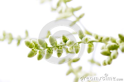 Baby palm seed bunch, selective focus soft and blur Stock Photo