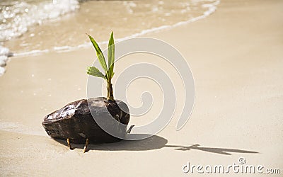 Baby Palm Tree Stock Photo