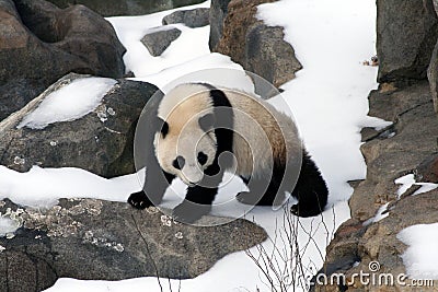 Baby Panda Stock Photo