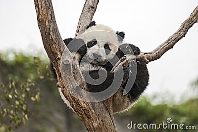 Baby Panda Stock Photo