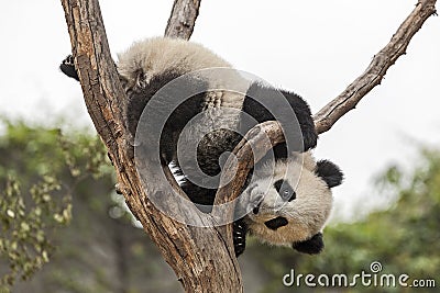 Baby Panda Stock Photo