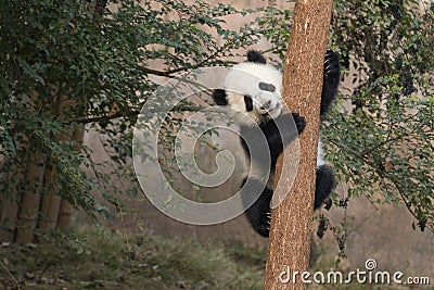 Baby Panda Stock Photo