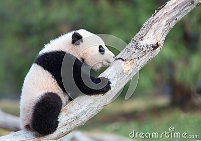 Baby panda climbing tree Stock Photo