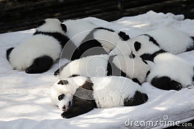 Baby panda Stock Photo