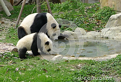 Baby panda with mother drinking water Stock Photo