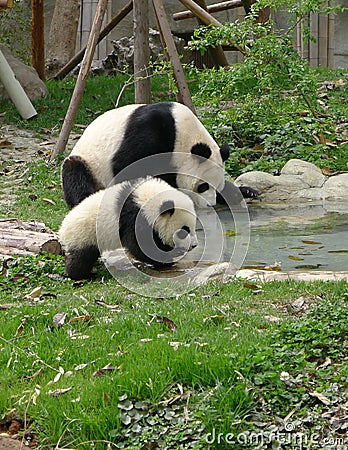 Baby panda with mother drinking water Stock Photo