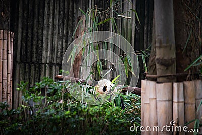 Baby panda in a pile of bamboo in Chengdu, China Stock Photo