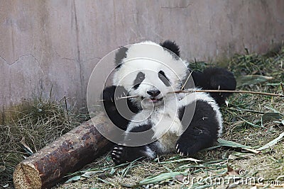 Baby Panda Stock Photo