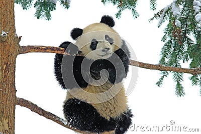 A baby panda is playing on the tree in bifengxia Stock Photo