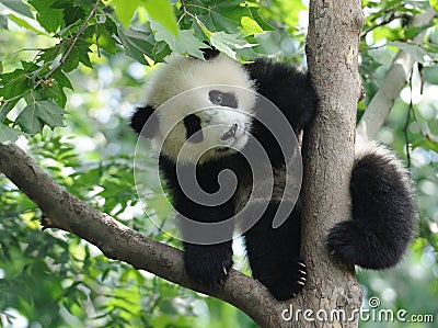 Baby Panda on the tree Stock Photo