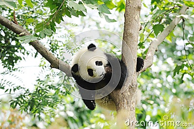 Baby Panda on the tree Stock Photo