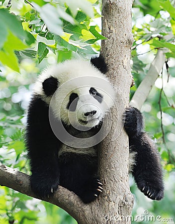 Baby Panda on the tree Stock Photo