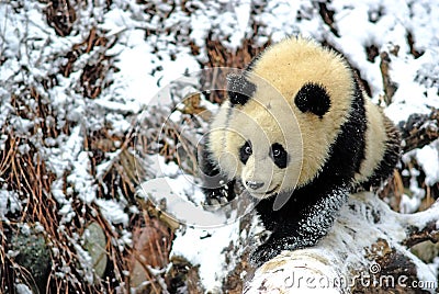 A baby panda is walking on snowfield in bifengxia Stock Photo