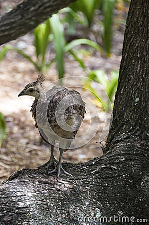 Baby peacock Stock Photo