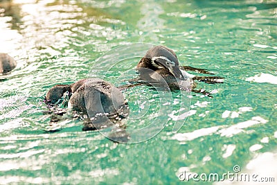 Little penguins. Little Blue Penguin at Penguin Island Stock Photo