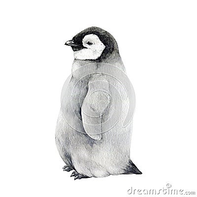 Baby penguin watercolor illustration. Hand drawn realistic cute fluffy emperor penguin nestling. Aptenodytes forsteri Cartoon Illustration