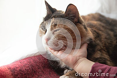 Baby petting a cat. Children`s hand strokes and touches a sleeping cat. Pets Stock Photo