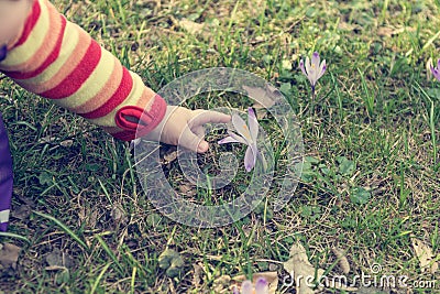 Baby picking up a violet flower. Stock Photo