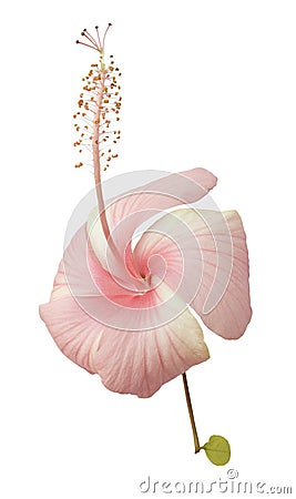 Baby pink hibicus flower isolated Stock Photo