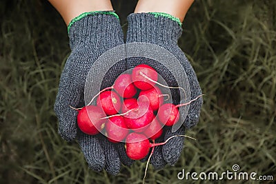 Baby pink radishes group in hand Stock Photo