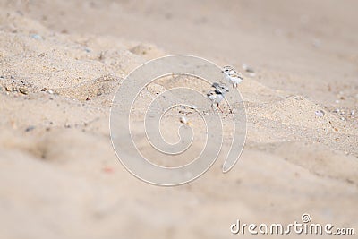 Baby piping plover play around in the sand hills Stock Photo