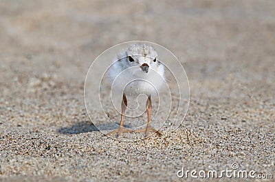 Baby Piping Plover Standing on the Shore Stock Photo