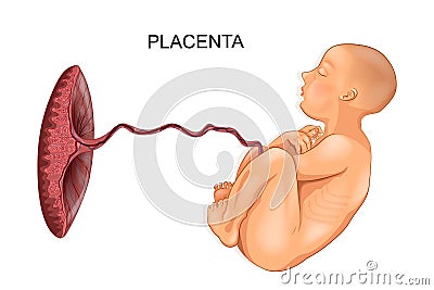 Baby and placenta Vector Illustration