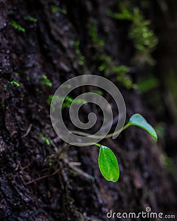 Seedling Growing Out of a Tree Stock Photo