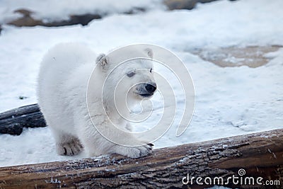 Baby polar bear Stock Photo