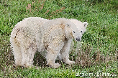 Baby polar bear Stock Photo