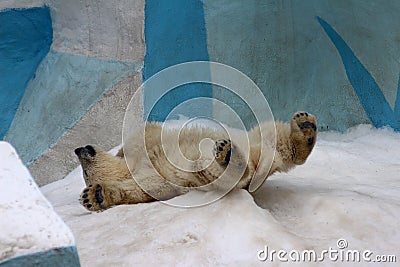 Baby polar bear in the zoo Stock Photo