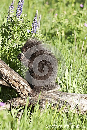 Baby porcupine Stock Photo