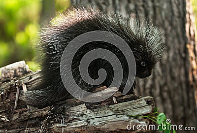 Baby Porcupine (Erethizon dorsatum) Stands on Branch Stock Photo