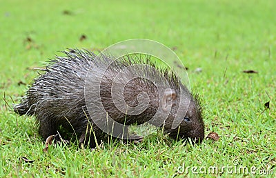 Baby porcupine Stock Photo